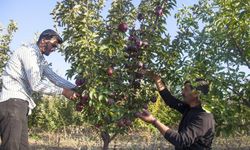 Devlet desteğiyle kurduğu elma bahçesinden 180 ton verim aldı