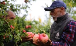 Diyarbakır'da asırlık ağaçlarda yetişen Karaz narı çalışmalarla tanıtılacak