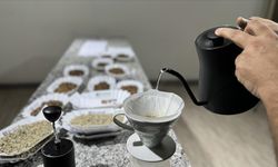 Kahve tutkunlarının tercihi Etiyopya kahvesi