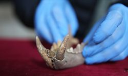 Mardin'deki kazılarda 1500 yıllık Anadolu leoparı kemikleri bulundu