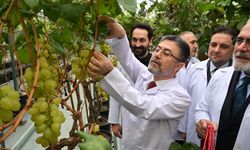 Tarım ve Orman Bakanı İbrahim Yumaklı, Manisa'da serada üzüm kesti