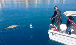 Antalya Körfezi'nde ölü Akdeniz foku bulundu