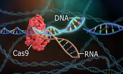 Hastalıklara çare de olabilir, biyolojik silah yapımında da kullanılabilir: Gen değiştirme teknolojisi CRISPR virüslerin genetiğini değiştirebiliyor!