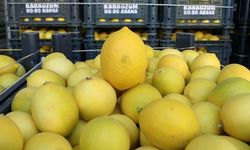 Limonda üretici-market farkı 6,5 kat