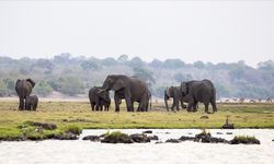 Zimbabve'de kuraklık nedeniyle en az 100 fil öldü