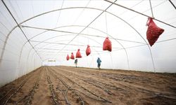 Kırklareli'nde atıl durumdaki 269 sera, naylon desteğiyle üretime kazandırıldı