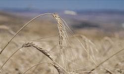 Buğdayın soğuktan etkilenmemesi için "gübrelemeye dikkat edin" tavsiyesi