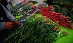 Türkiye'den 73 ülkeye 140 milyon dolarlık çiçek ihracatı