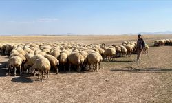 Malya Tarım İşletmesinde yetiştirilen koyunlar bölgedeki üreticilerce tercih ediliyor