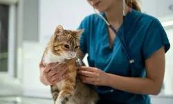 Kullanılmayan koronavirüs ilaçları kedileri tedavi edecek