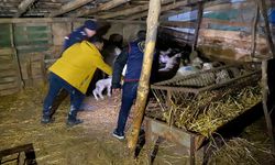 Balıkesir'de ağıldaki 37 koyunu çalan 2 zanlı tutuklandı