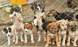 Samsun'da 1 yılda 3 bin 804 sokak hayvanı tedavi edildi