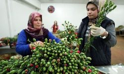 Türkiye'den 7 milyon dolarlık çiçek ihracatı