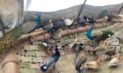 Aksaray'da nesli tükenme tehlikesi olan hayvanların ticaretini yapan kişiye para cezası