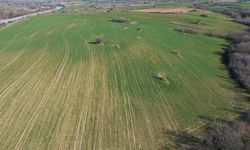 Edirne'deki kış kuraklığı buğdayın gelişimini olumsuz etkileyebilir