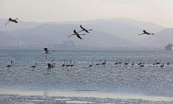 İzmit Körfezi'ndeki sulak alan kuş gözlemcilerini ağırlıyor