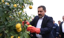 Hatay Valisi Mustafa Masatlı'dan depremzede limon üreticilerine destek
