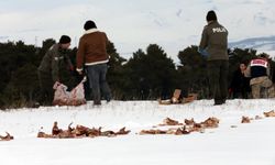 Ardahan'da yaban hayvanları için karla kaplı doğaya yem bırakıldı