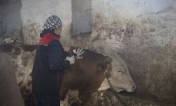Ağrı'da ekipler köy köy gezerek hayvanlara şap aşısı yapıyor