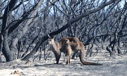 Avustralya'nın güneydoğusundaki orman yangınlarında 14 bin hektarın üzerinde alan kül oldu