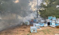 Datça'daki orman yangınında arı kovanları zarar gördü