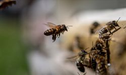 Arıların kış uykusuna yatmaması koloni kayıplarına neden oluyor