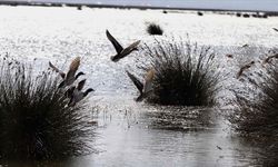 Kızılırmak Deltası bu kış yaklaşık 160 bin su kuşuna yuva oldu