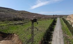 Trakya'da göçmen kuşların akıma kapılmaması için elektrik direklerine özel platformlar yapıldı