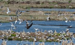 Kars'ta buzları çözülen Çalı Gölü'ne göçmen kuşlar gelmeye başladı