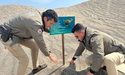 Mersin'de caretta carettaların yumurta bıraktığı sahile uyarı levhaları dikildi