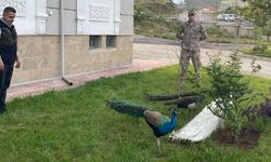 Hakkari'de yurda kaçak yollardan getirilen 5 tavus kuşuna el konuldu