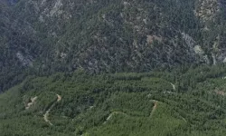 Hatay'da ormanlık alanlara girişler 1 Mayıs'tan itibaren yasaklandı