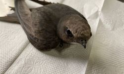Erzurum'da bitkin bulunan ebabil kuşu bakımının ardından doğaya bırakıldı