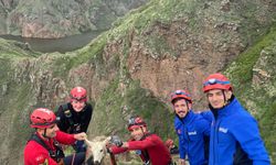 Ardahan'da vadi yamacında mahsur kalan koyunu AFAD ve JAK kurtardı