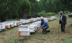 Çanakkale'de baraj çevresindeki kovanlarda bulunan arılar telef oldu