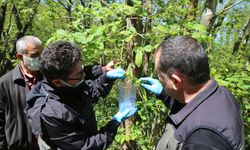Kastamonu'da kestane gal arısıyla biyolojik mücadeleye başlandı