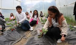Tekirdağ'da öğrenciler okullarında yaptıkları kompost gübreyle çilek yetiştiriyor
