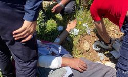 Hakkari'de hayvanlarını otlatırken ayının saldırdığı kişi yaralandı