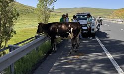 Erzurum'da kaçıp kara yolunda tehlike oluşturan kurbanlığı sürücüler yakaladı