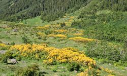 Kaçkar Dağları'nda endemik bitki türleri çiçek açtı