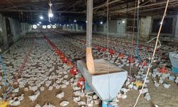 Adana'da yumurtadan 4 ayaklı civciv çıktı