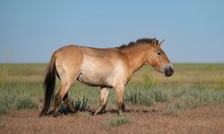 Dünyanın evcilleştirilmemiş tek at türü iki asır sonra Kazakistan'da