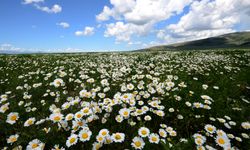 Papatyaların açtığı Sarıkamış'ın doğası fotoğraf tutkunlarını ağırlıyor