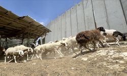 Gazze'deki hükümet: İsrail, kurbanlık girişini engelleyerek Filistinlileri bayramdan mahrum ediyor