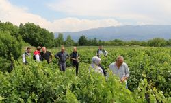 Erzincan’da etkili olan dolu tarım alanlarına zarar verdi