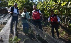 Ordu'da file örtü serilerek yapılan fındık hasadı yaygınlaşmaya başladı