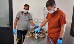 İzmir'de kıyıya vuran caretta caretta tedavi altına alındı