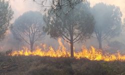 Yalova'da çıkan orman yangınlarına müdahale ediliyor