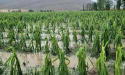 Bayburt'ta dolu ve sağanak: Tarım arazileri zarar gördü