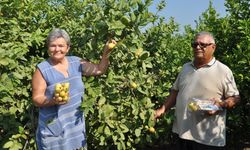 Mersin'de tropikal meyve guavanın hasadı başladı